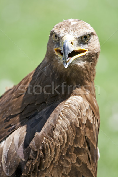 Stock photo: Close up of a beautiful red Hawk