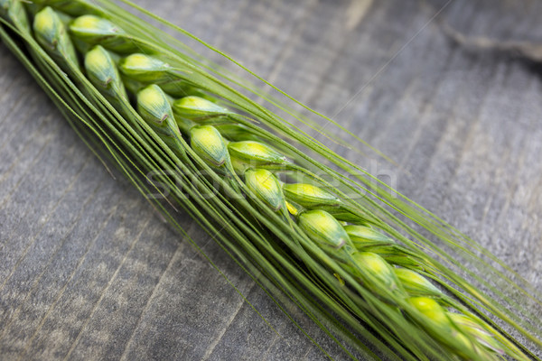 Young wheat ears isolated on a wooden table Stock photo © stefanoventuri