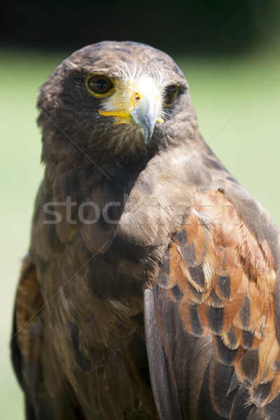 Close up of a beautiful red Hawk Stock photo © stefanoventuri