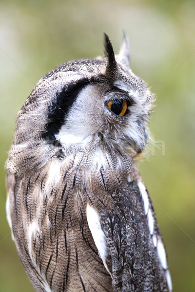 Portrait of a little white faced scops owl Stock photo © stefanoventuri