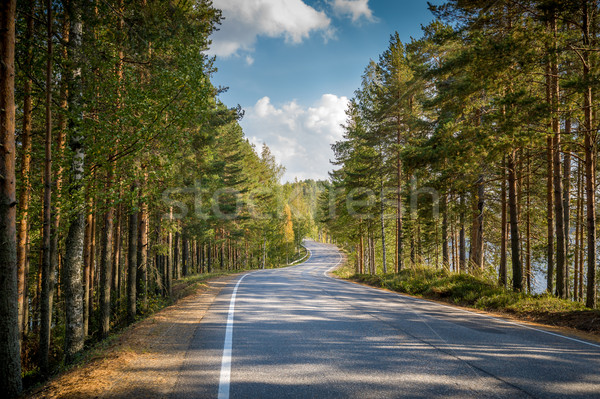 Road through northern forest Stock photo © Steffus