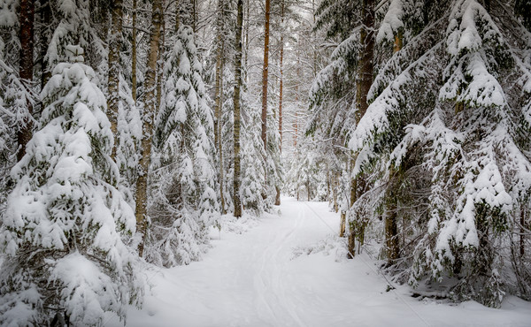 Stock foto: Winter · Wald · Ski · Weg · Schnee · Bäume