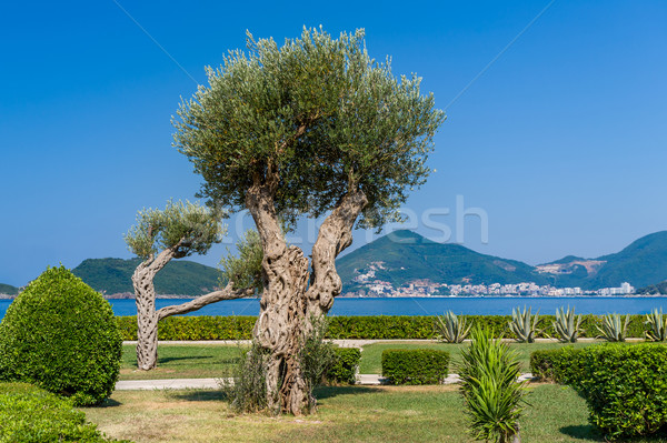 Drzewo oliwne parku morza brzegu piękna drzewo Zdjęcia stock © Steffus