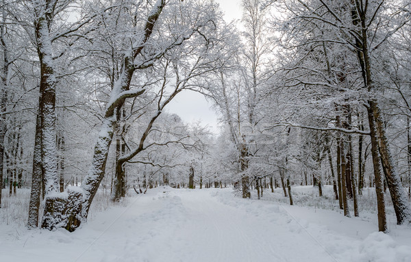 Park Winter Landschaft Bäume Frost Schnee Stock foto © Steffus