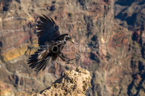Czarny kruk latać góry blisko widoku Zdjęcia stock © Steffus