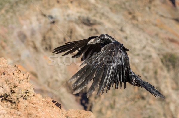Czarny kruk latać góry blisko widoku Zdjęcia stock © Steffus