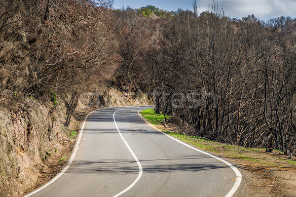 Road thru burned forest Stock photo © Steffus