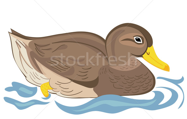 Beautiful duck swimming Stock photo © Stellis