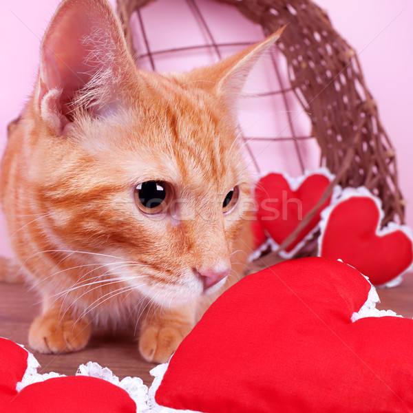 Stockfoto: Valentijn · kat · Rood · harten · baby · gelukkig