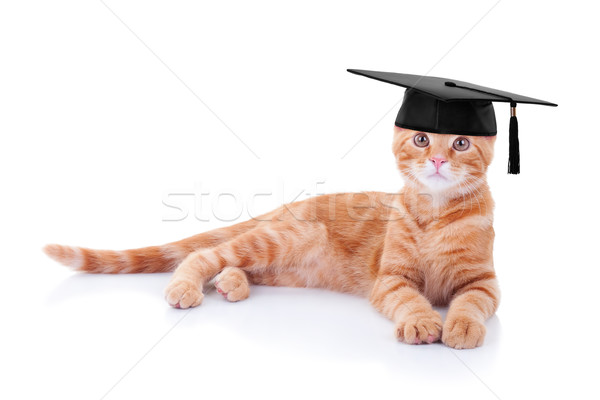 Absolwent ukończeniu kot domowych kostium tle Zdjęcia stock © Stephanie_Zieber