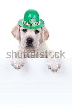 Szent Patrik napja labrador retriever kutyakölyök kutya zöld lóhere Stock fotó © Stephanie_Zieber