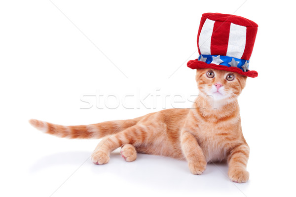 Patriotischen Katze isoliert weiß Baby Stock foto © Stephanie_Zieber