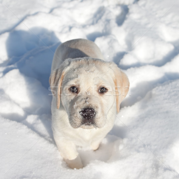 Сток-фото: зима · собака · снега · Лабрадор · ретривер · щенков · ребенка