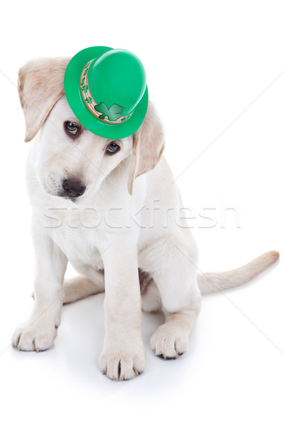 Jour de St Patrick chiot chien printemps fond amusement [[stock_photo]] © Stephanie_Zieber