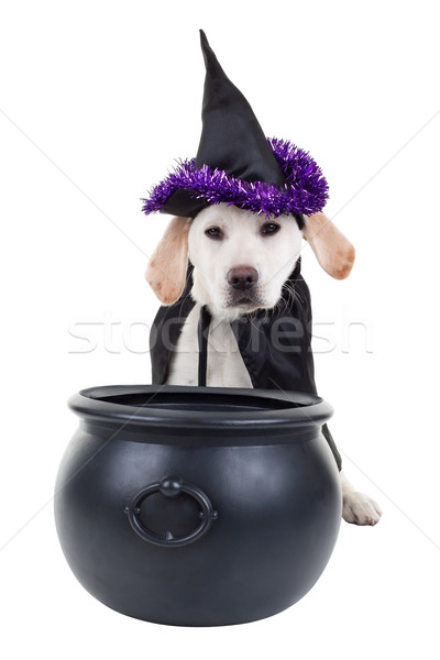 Stockfoto: Halloween · hond · heks · labrador · puppy · geïsoleerd