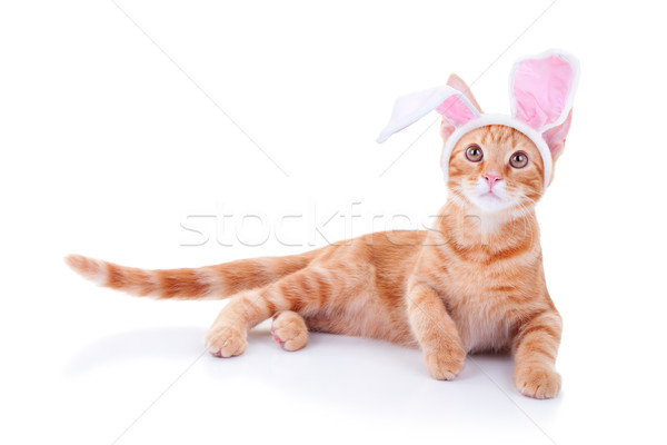 Osterhase Katze bunny Ohren Frühling glücklich Stock foto © Stephanie_Zieber