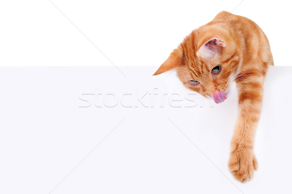 Hambriento jugando gato signo alimentos Foto stock © Stephanie_Zieber