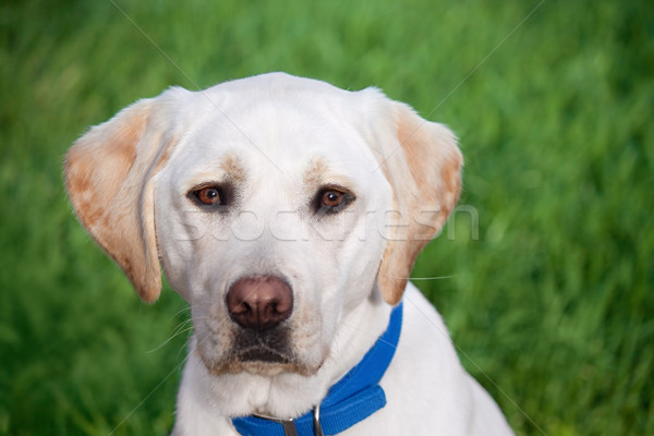 Imagine de stoc: Labrador · retriever · câine · primăvară · iarbă · natură · vară