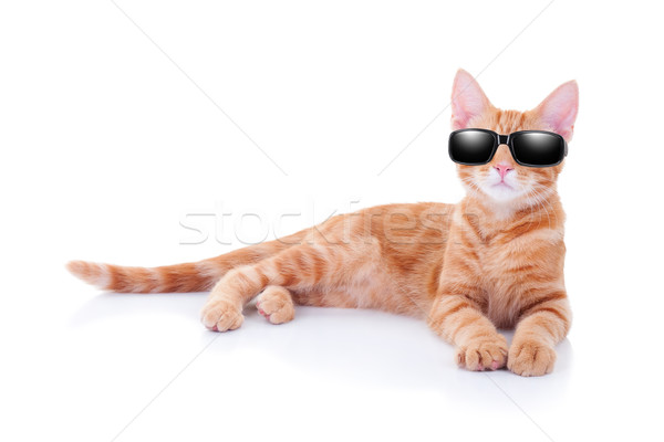 Zomervakantie kat cool partij zonnebril muziek Stockfoto © Stephanie_Zieber