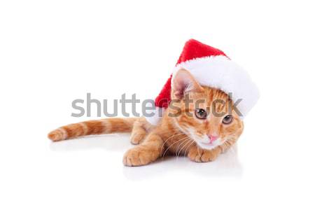 Stok fotoğraf: Noel · kedi · kedi · yavrusu · şapka