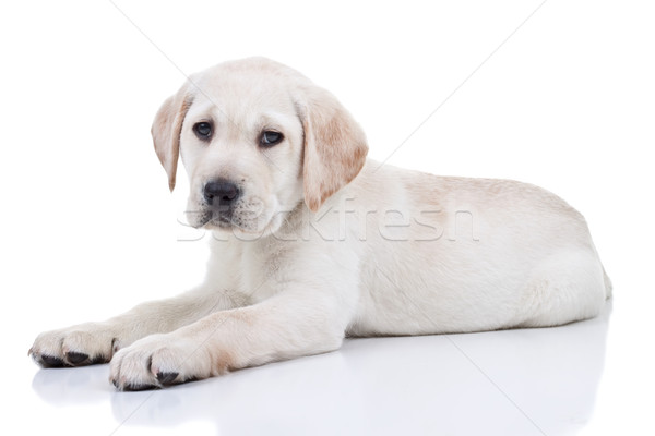 Stock fotó: Labrador · kutyakölyök · izolált · labrador · retriever · baba · háttér