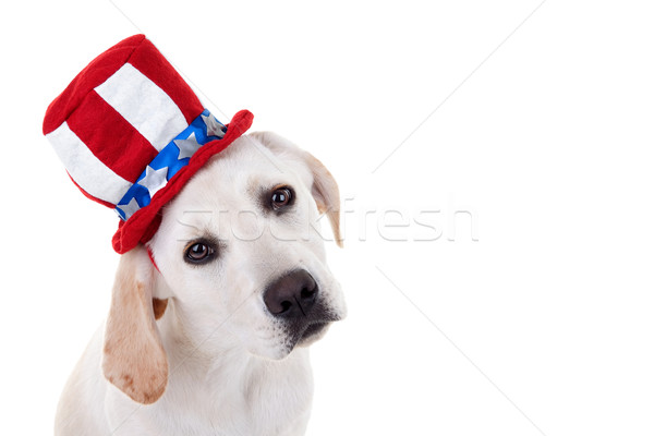 Patriotic căţeluş câine labrador retriever izolat alb Imagine de stoc © Stephanie_Zieber
