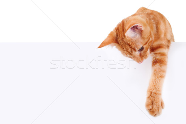 Kat banner teken papier baby Rood Stockfoto © Stephanie_Zieber
