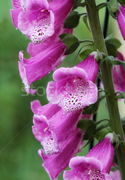 Flor púrpura florecer superficial flores Foto stock © StephanieFrey