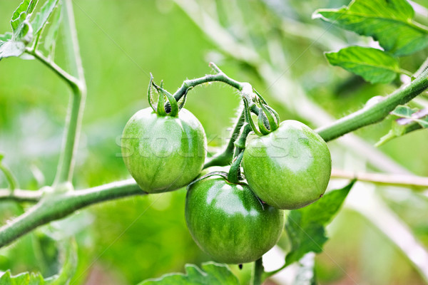 Green Tomatoes  Stock photo © StephanieFrey