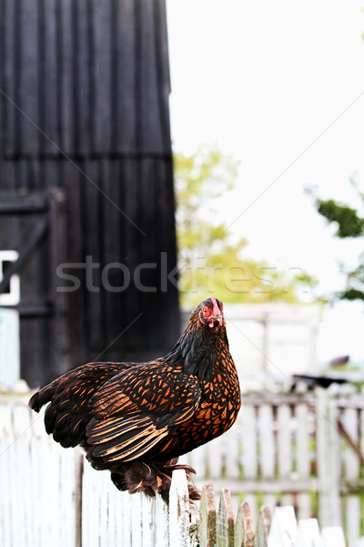 Partridge Cochin Hen Stock photo © StephanieFrey