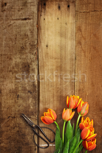 Antichi forbici tulipani shot bouquet arancione Foto d'archivio © StephanieFrey