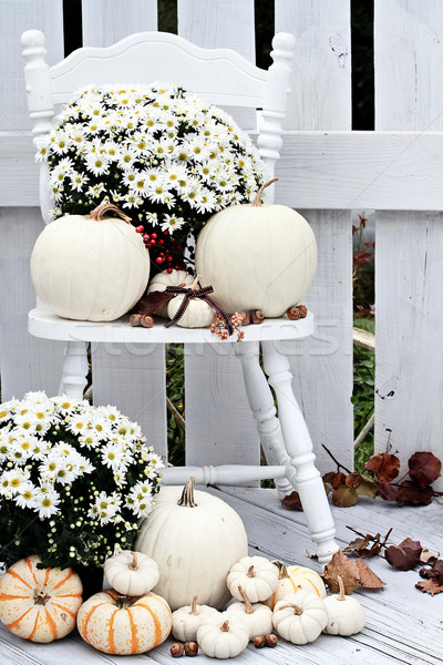 White Pumpkins and Mums Stock photo © StephanieFrey