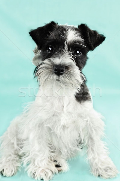 Cute colore miniatura schnauzer dodici settimana Foto d'archivio © StephanieFrey