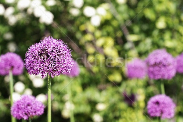 Flowering Global Allium Stock photo © StephanieFrey