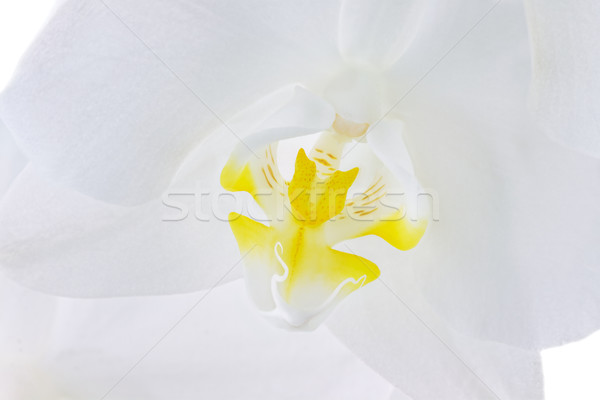 Phalaenopsis Orchid Stock photo © StephanieFrey