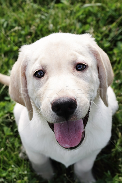 Stock photo: English Cream Labrador Retriever - Golden Retriever
