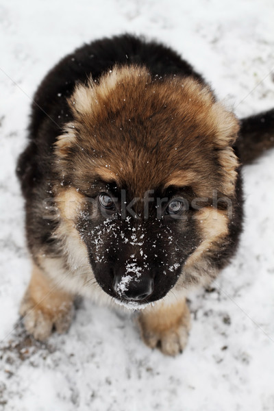 German Shepherd Puppy in the Snow Stock photo © StephanieFrey