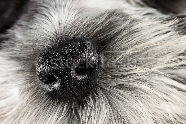 Cão nariz cor miniatura schnauzer Foto stock © StephanieFrey