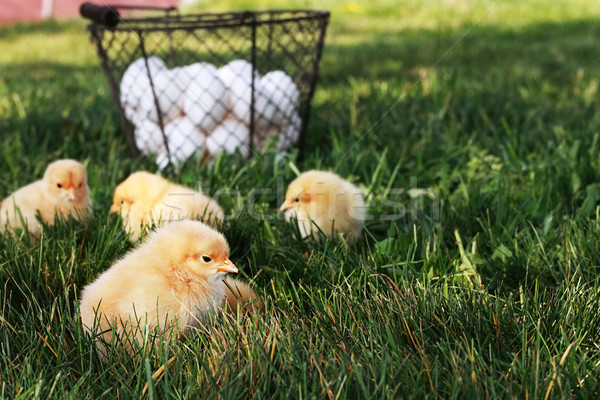 Free Range Chicks Stock photo © StephanieFrey