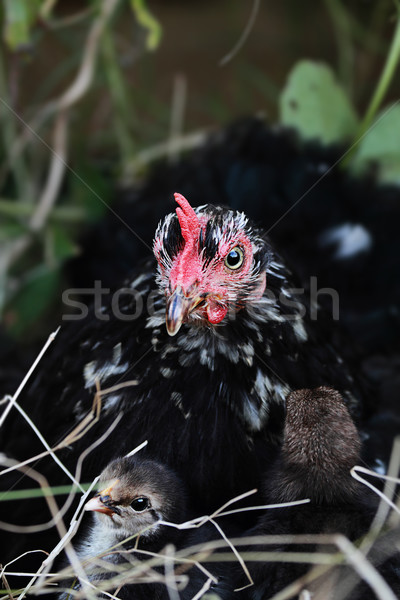 Mother Hen and Chicks Stock photo © StephanieFrey