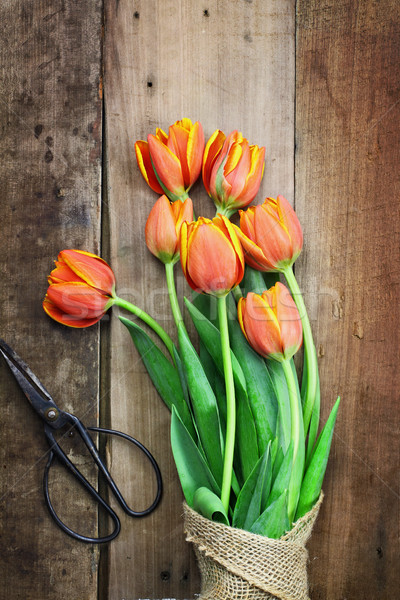 Antichi forbici tulipani shot bouquet arancione Foto d'archivio © StephanieFrey