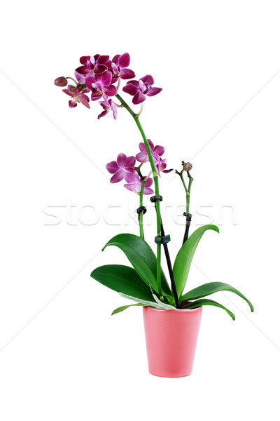 Isolated Purple Phalaenopsis Orchid Flower Stock photo © StephanieFrey