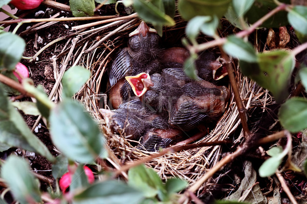 Baby Birds in a Nest Stock photo © StephanieFrey