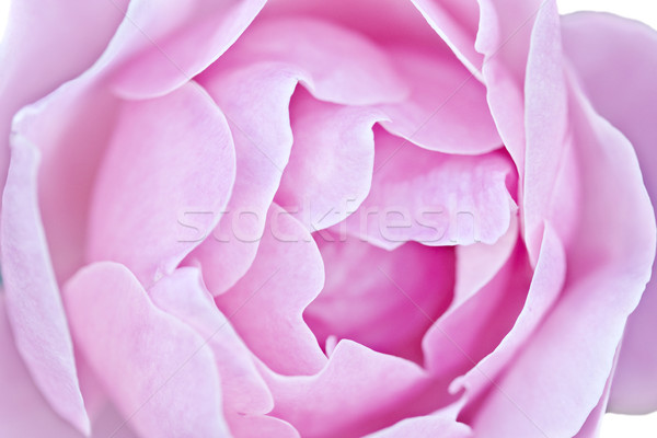 Rózsa makró gyönyörű rózsaszín rózsa puha fókusz Stock fotó © StephanieFrey