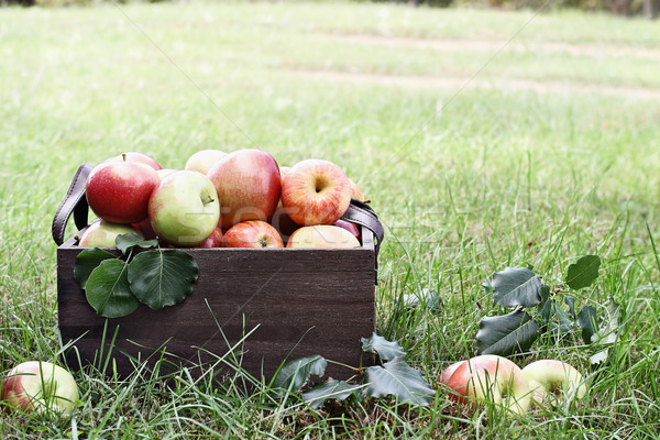 Bushel of Apples At Orchard Stock photo © StephanieFrey