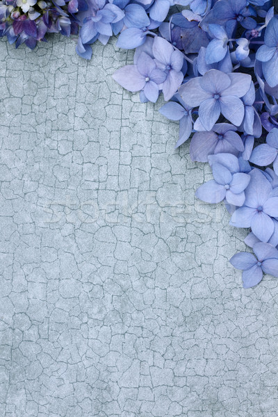 Floral Background Stock photo © StephanieFrey