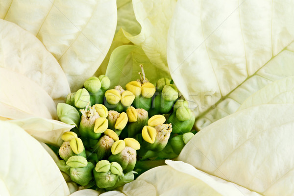 White Poinsettia Stock photo © StephanieFrey