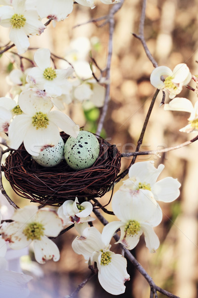 Springtime Eggs and Nest Stock photo © StephanieFrey