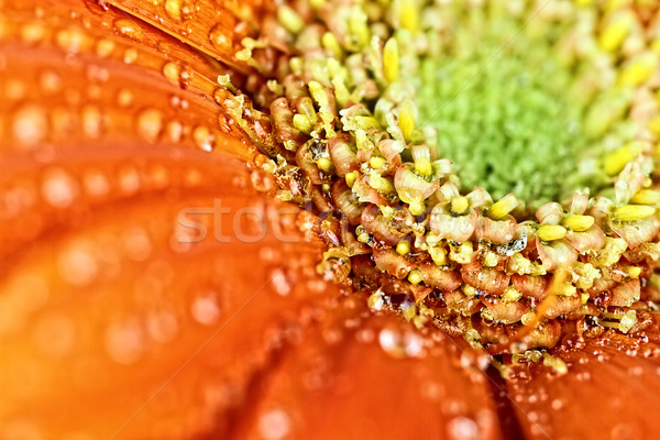 Abstract Macro of an Orange Gerber Daisy Stock photo © StephanieFrey