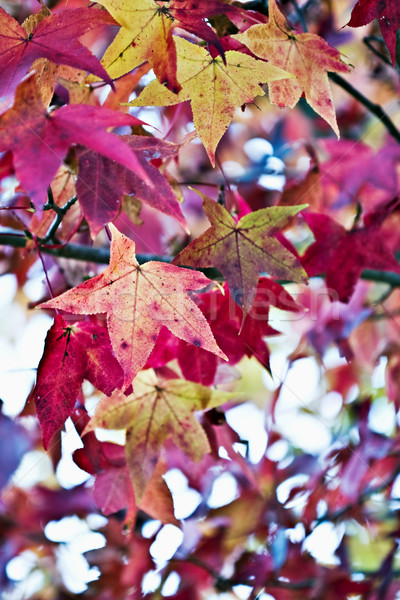 American Sweetgum Stock photo © StephanieFrey